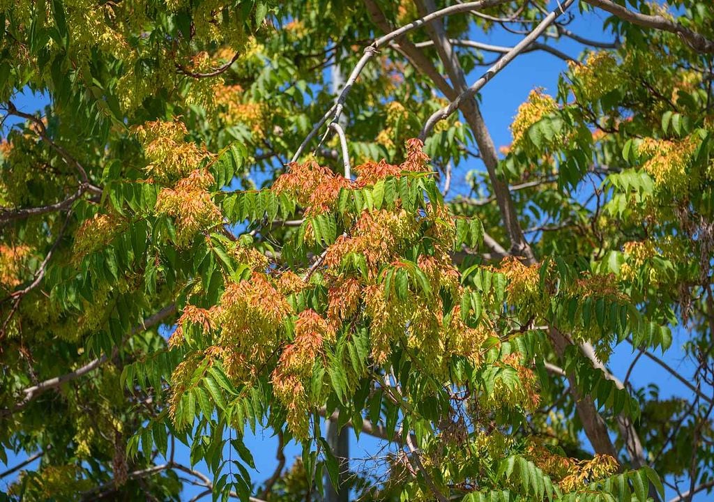 Ailanto (Ailanthus altissima) Ailanto (Ailanthus altissima)