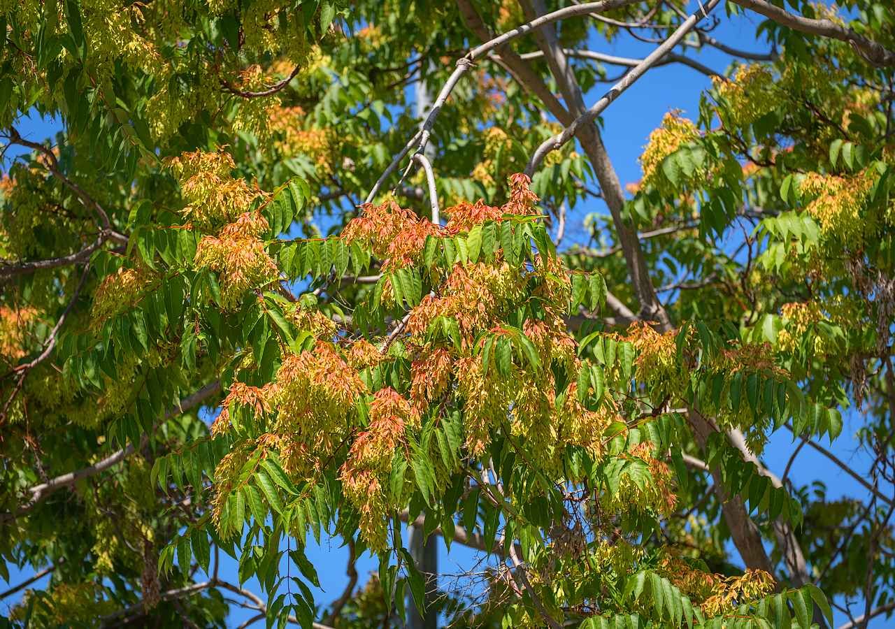 El ailanto, o “árbol del cielo”, crece rápido y se desplaza a la flora local. Su control es fundamental para proteger jardines y ecosistemas.