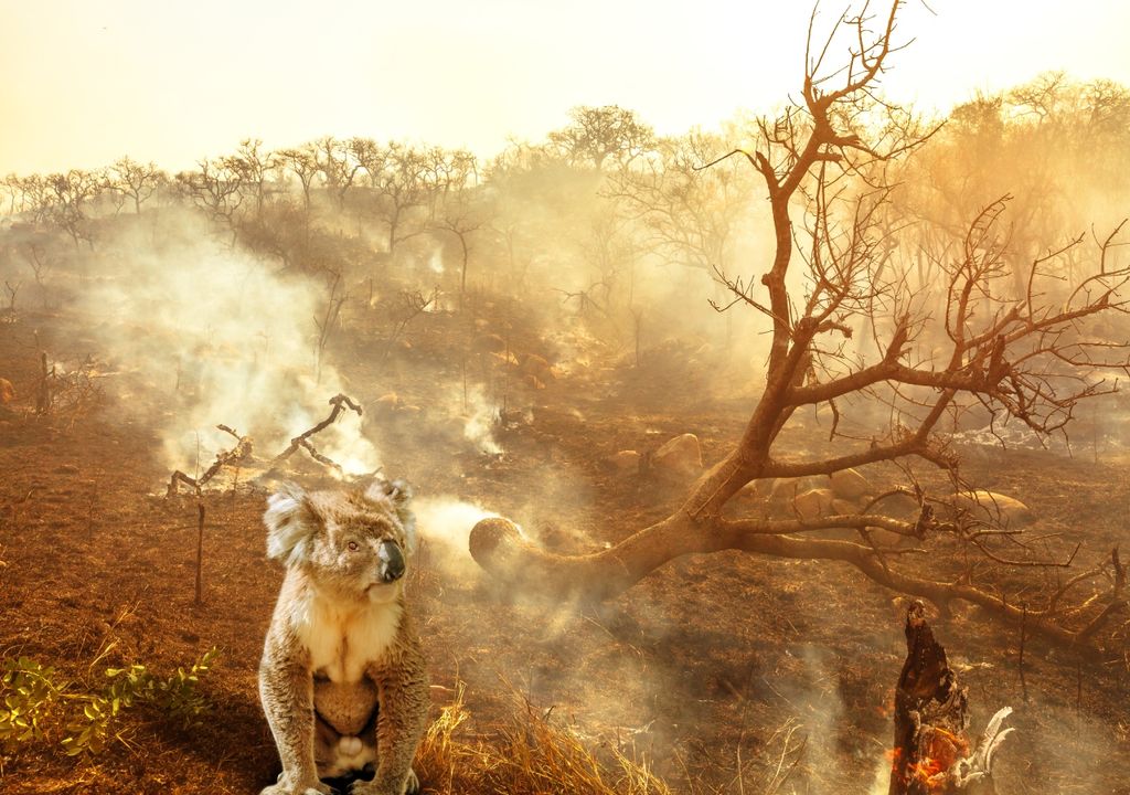 Coala, num cenário de incêndio.