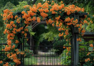 Especies que florecen en otoño en Chile: Color y vida en la estación dorada