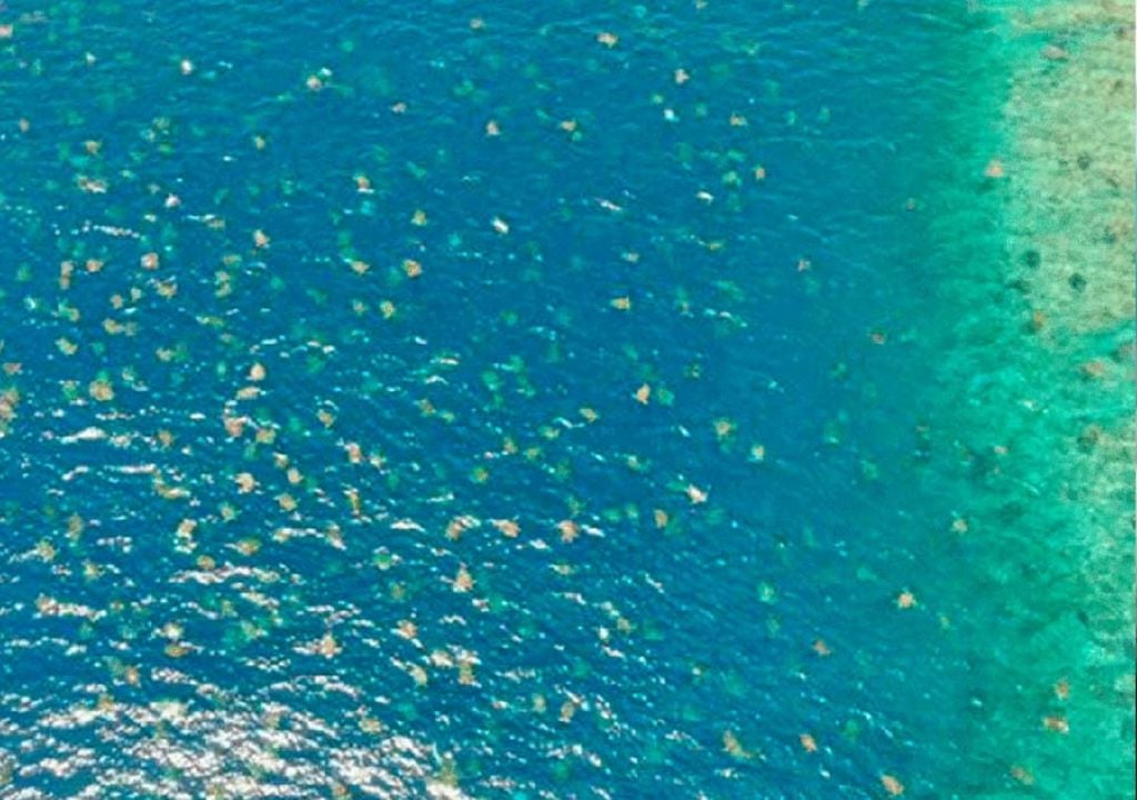 Tortugas marinas verdes drone Australia
