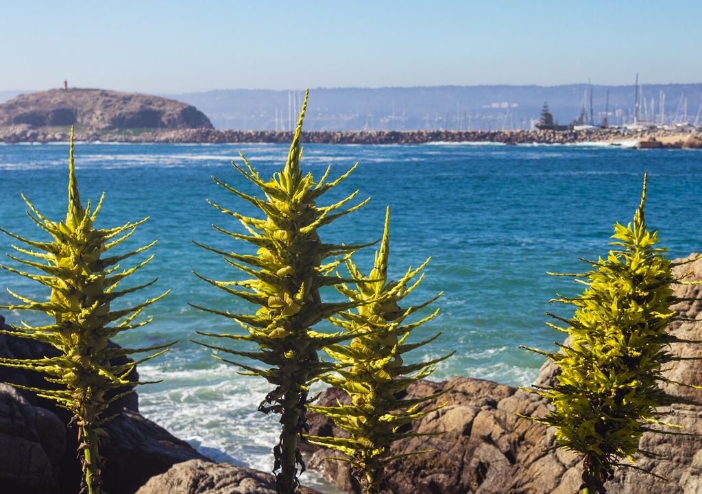 puya chilensis puya chilensis