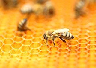 Esperanza para las abejas: patentan producto que las protege del daño provocado por insecticidas