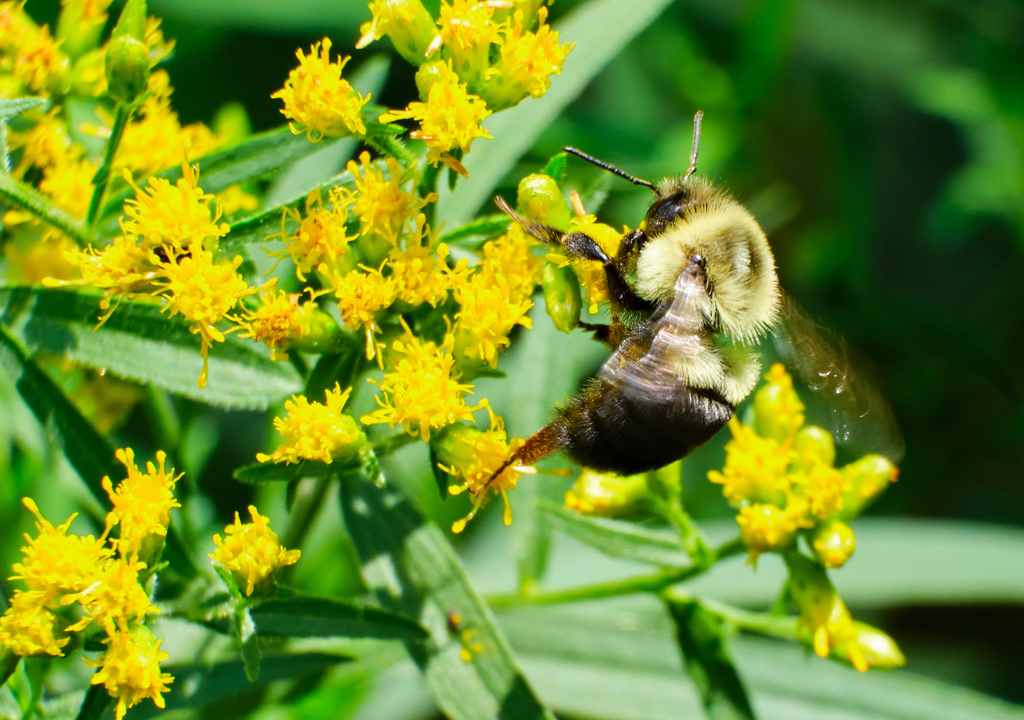 Bombus impatiens Bombus impatiens