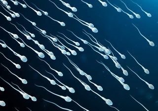Spermatozoi sorpresi a infrangere la terza legge del moto di Newton