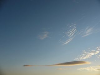 “Espermatozóidis Lenticularis”