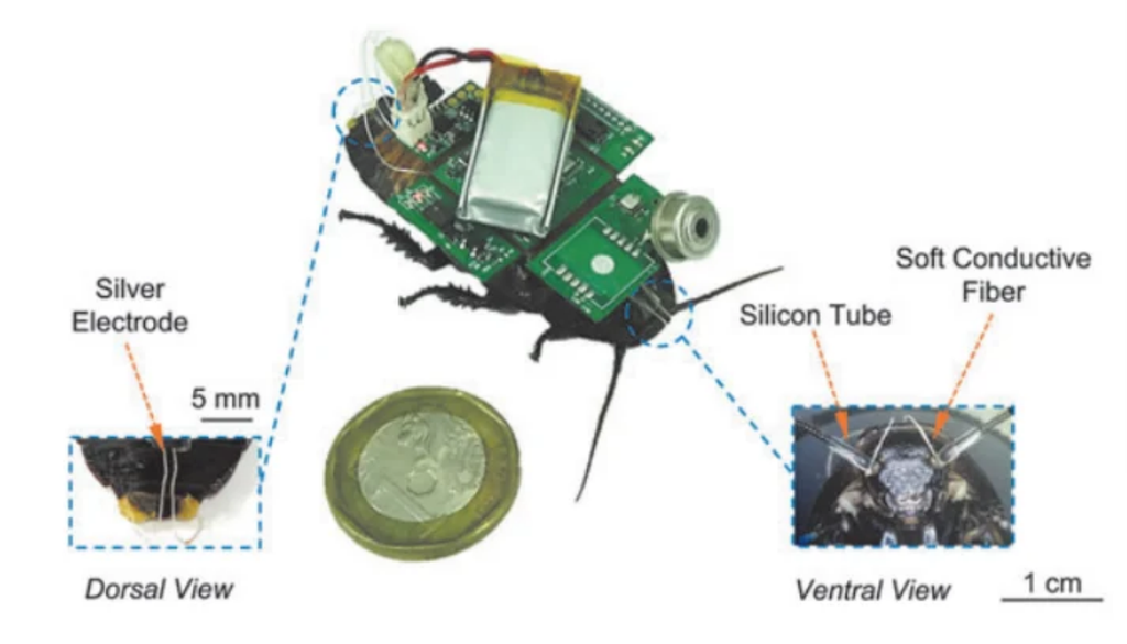 ciencia; tecnologia; innovacion; Tierra Los electrodos transmiten estímulos eléctricos para orientar los movimientos del insecto equipado con una mochila electrónica. Imagen adaptada de Li et al. (2024).
