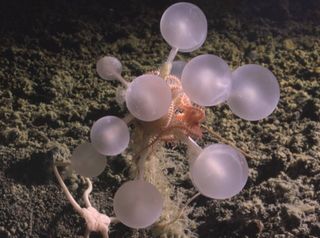 Esponja carnívora "bola da morte": expedição descobre nova espécie nas profundezas do Atlântico