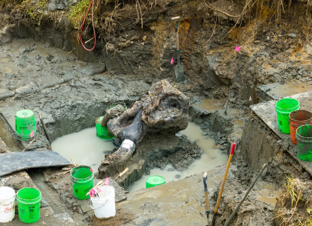 esqueleto, mastodonte