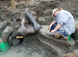 Esqueleto de mastodonte bem preservado é encontrado nos Estados Unidos