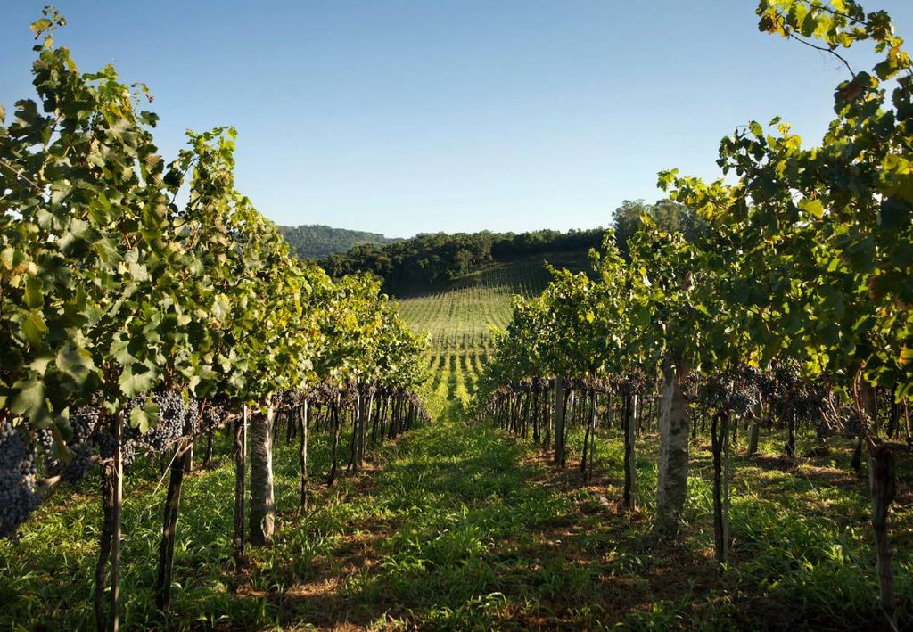 vinhedos na vinícola Casa Valduga, Bento Gonçalves (RS)