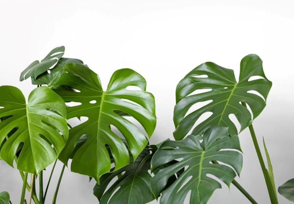 Populairement connue sous le nom de plante « costilla de Adán », la Monstera deliciosa peut attirer les cafards à l’intérieur de votre maison. Crédits : depositphotos.com / kseniasol