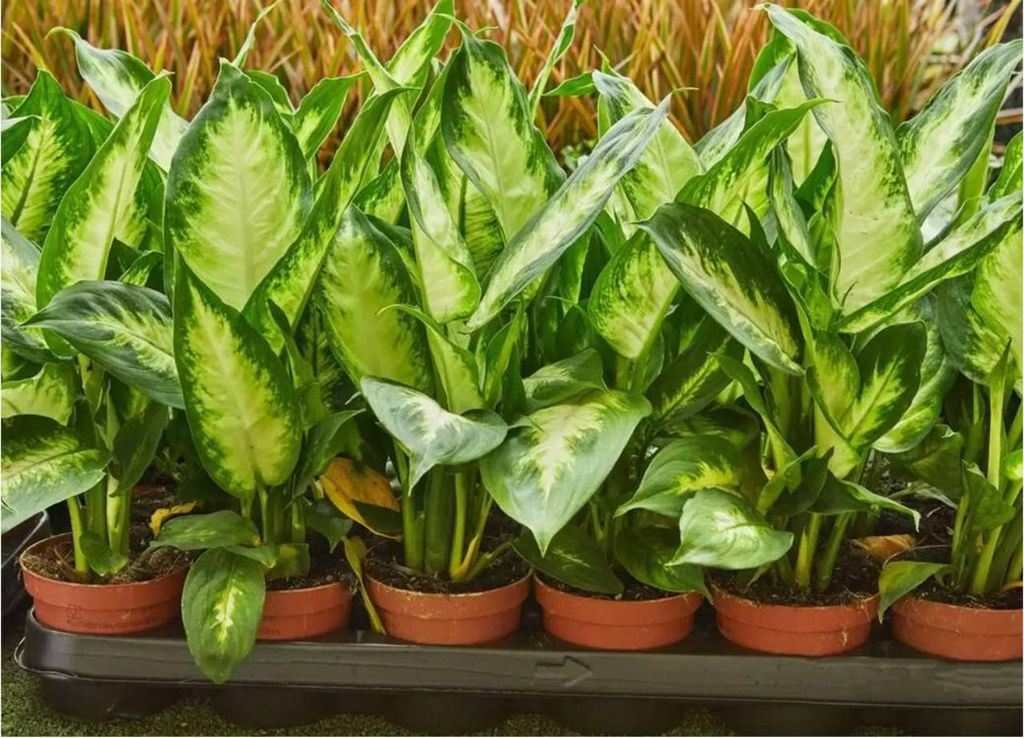 comigo-ninguém-pode