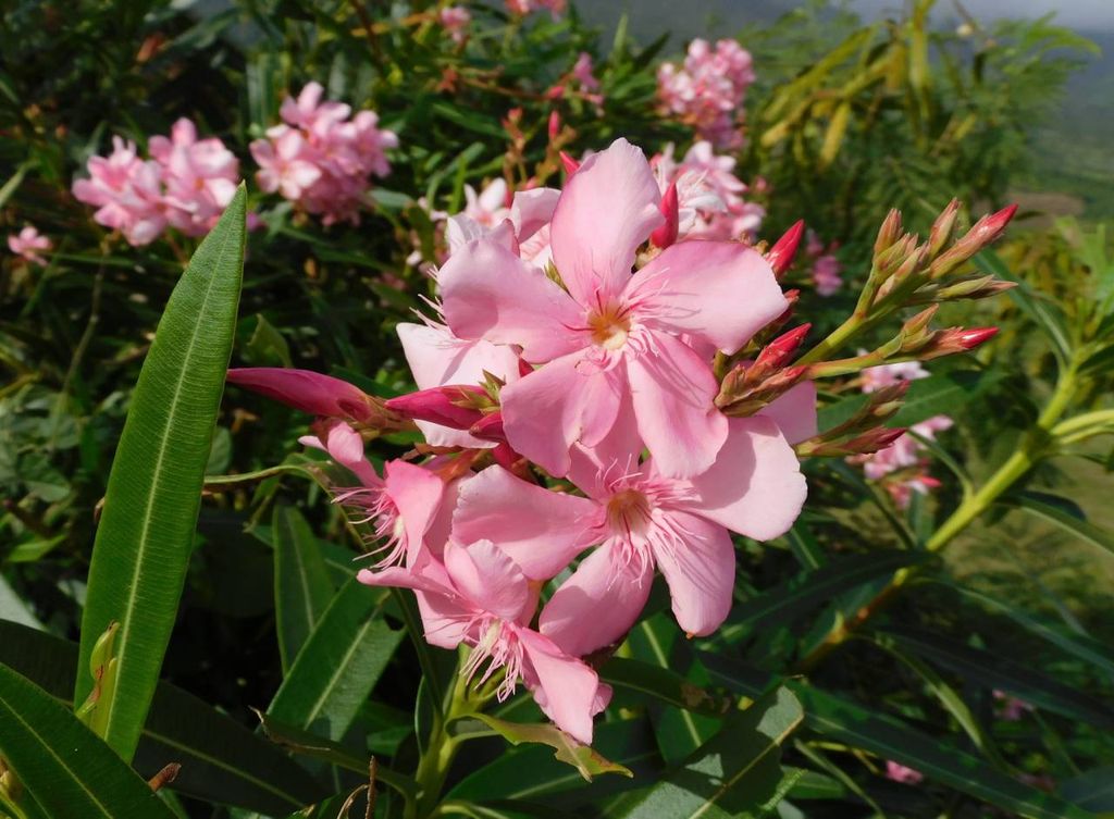 Espirradeira (Nerium oleander)