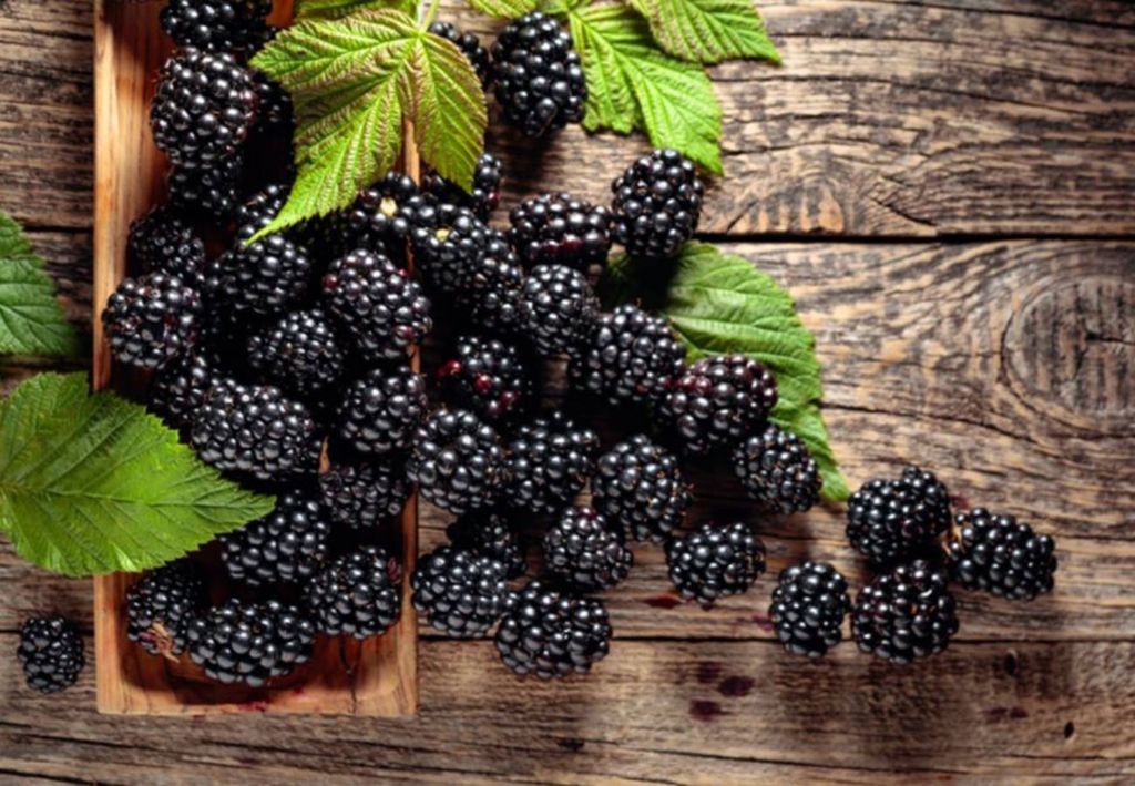 moras moras
