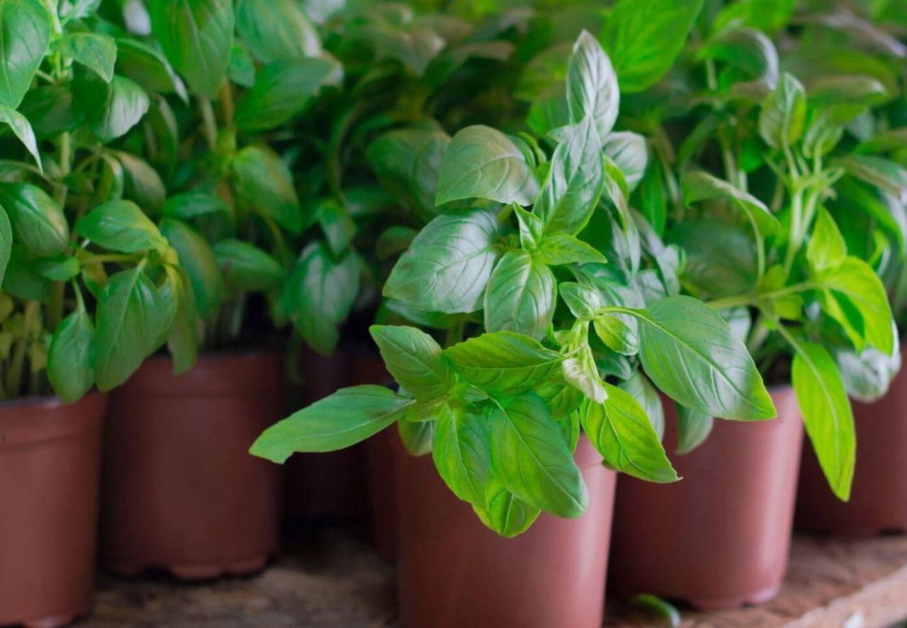 La albahaca es una hierba aromática y medicinal que puede utilizarse en cocina y aromaterapia.