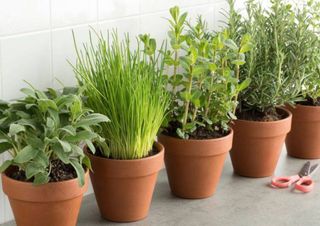 Esses são os 5 melhores temperos e ervas para você cultivar em espaços pequenos