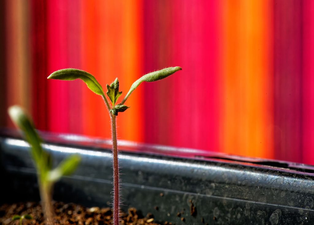 Au centre de ce jeune plant de tomate, se dévoilent les deux premières feuilles très reconnaissables.