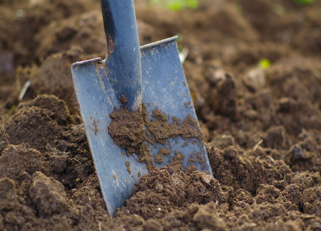 La bêche est pratique pour travailler un potager, notamment les premières années. Pensez aussi à bien la nettoyer et désinfecter après utilisation et entre chaque parcelle.