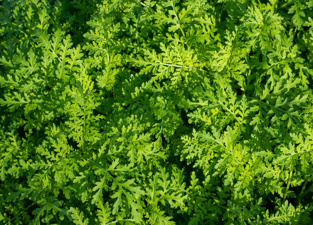 La phacélie à une croissance rapide. Cela permet d'étouffer les éventuelles "mauvaises herbes" qui repoussent après une culture.