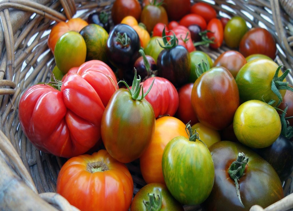 Une grande diversité de tomates existe ! Il y en a de toutes les couleurs... et de multiples saveurs !