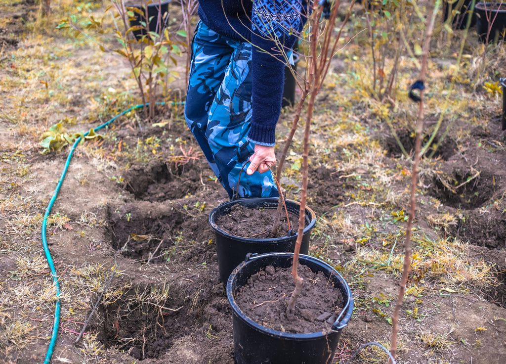 Planter des arbres fruitiers permettra de profiter de délicieux fruits !
