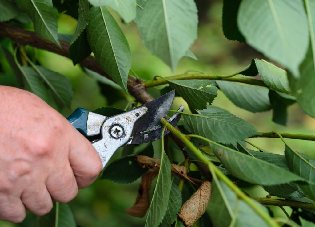 Généralement, on prend une branche qui a poussé dans l'année pour faire des boutures. On évitera les bois très tendres (jeunes) ou très durs.
