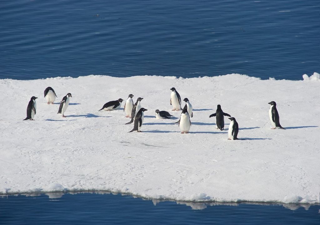Pinguins Pinguins