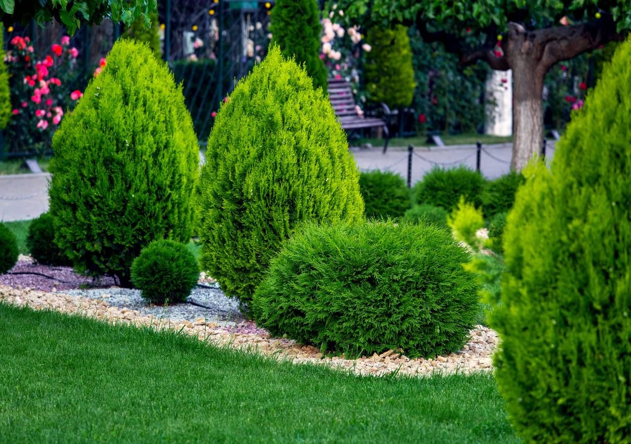 Planen Sie, eine Hecke in Ihrem Garten anzulegen? Entdecken Sie die