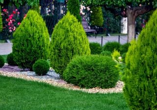 Está a planear uma sebe para o seu jardim? Saiba quais são os arbustos de crescimento rápido