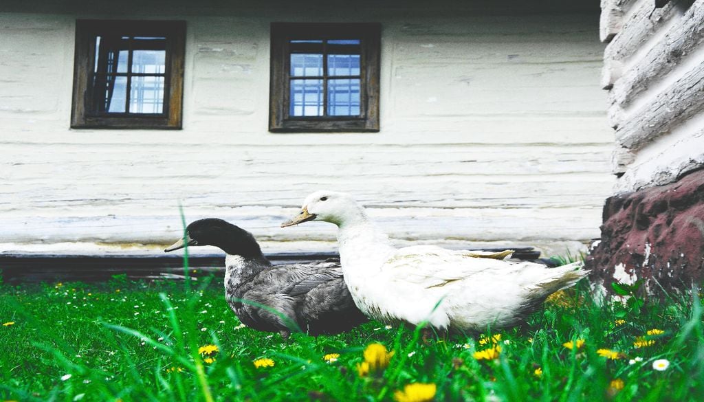 Vlkolinec A aldeia onde o selo da UNESCO já não é motivo de festa. Foto: Unsplash