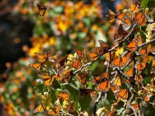 &iquest;Est&aacute; cambiando la migraci&oacute;n de la mariposa Monarca? El riesgo clim&aacute;tico que condiciona su partida