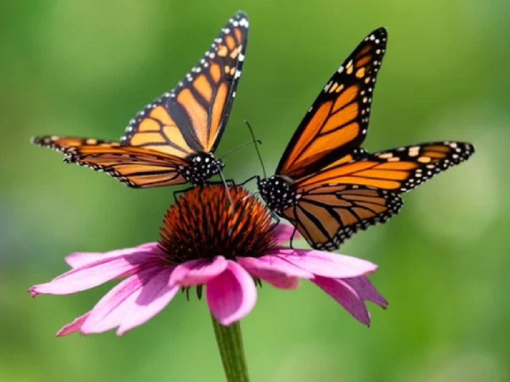 Se analizaron diversos factores como: el cambio climático, las plantaciones de algodoncillo, entre otros.