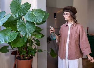 Esta &eacute; a planta gigante que virou febre no Brasil e transforma qualquer ambiente