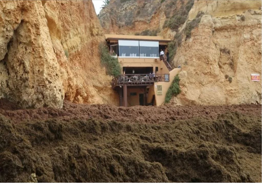 A praia dos Três Irmãos, em Alvor, é uma das muitas do Algarve que viu a paisagem mudar dramaticamente desde a chegada da alga invasora. Foto: Universidade do Algarve