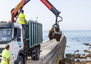 Esta &eacute; a supervitamina que chegou &agrave; costa portuguesa com a alga invasora