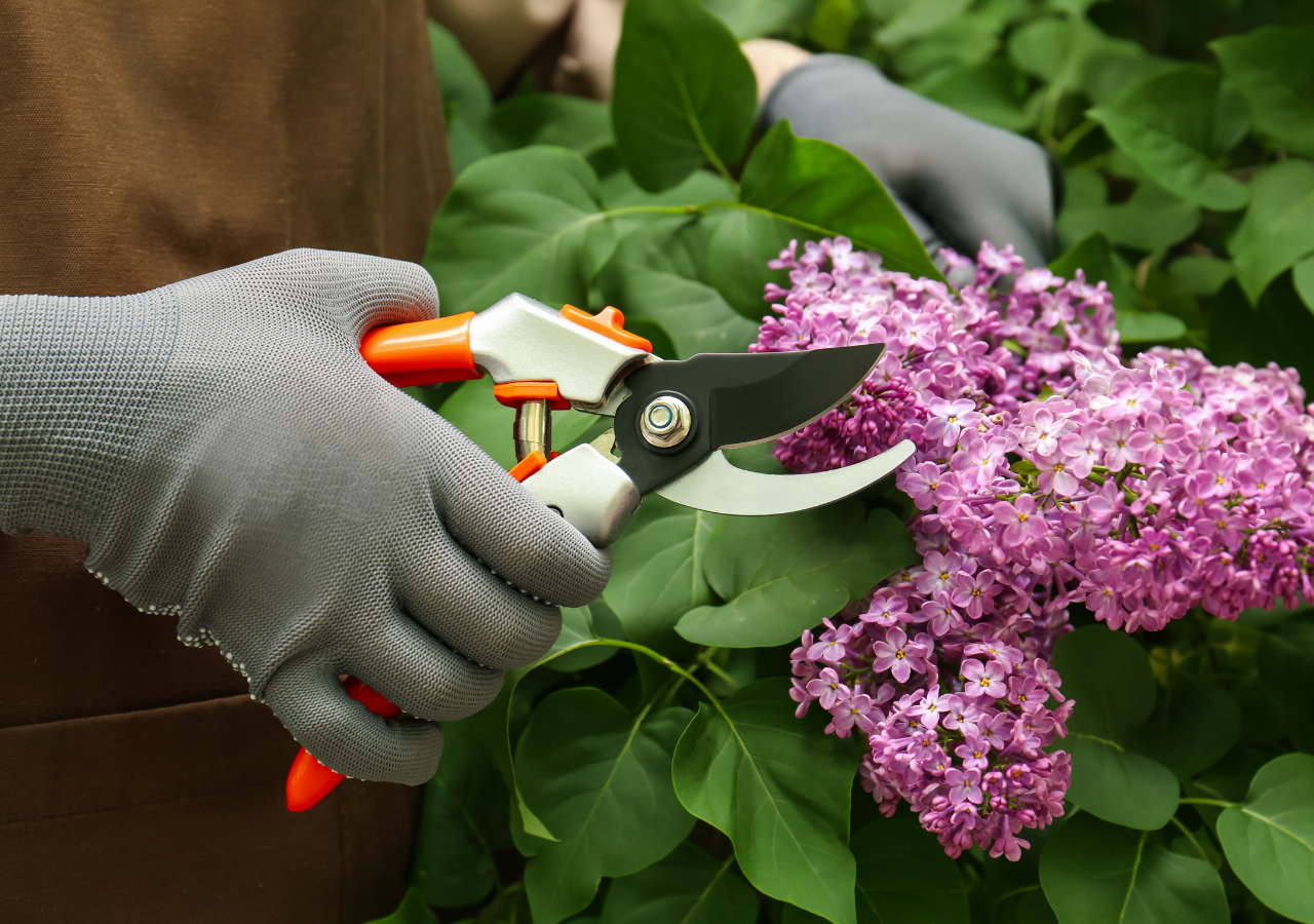 Las plantas pueden activar yemas dormidas que llevaban meses o incluso años inactivas después de una poda.