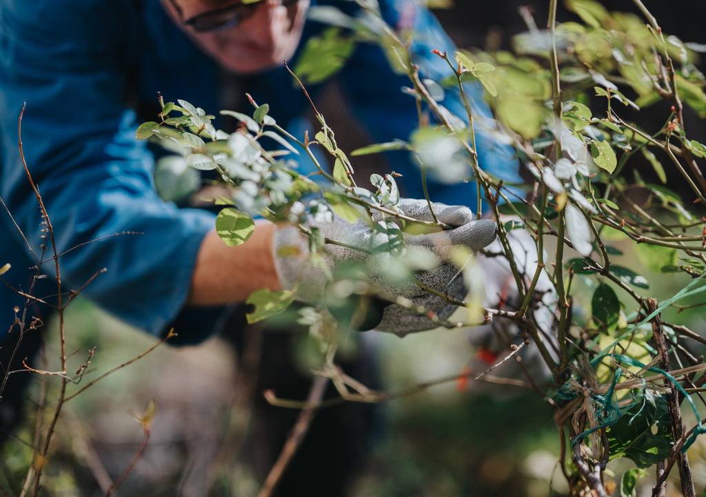 En algunas especies ornamentales, podar ligeramente puede aumentar hasta un 40% la densidad de follaje.