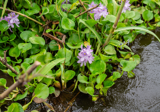 Esta es la planta que se trajo como adorno y que hoy es una de las peores especies invasoras de M&eacute;xico