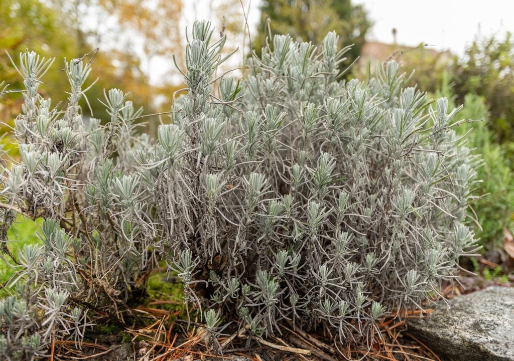 lavanda La lavanda es una de las plantas aromáticas más valoradas en jardinería, pero requiere alta exposición solar y suelos bien drenados, lo que limita su adaptación a interiores.