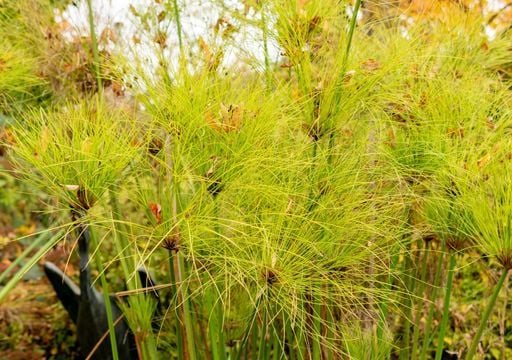 Esta es la planta que todos quieren en casa: fragancia, aire puro y poco mantenimiento