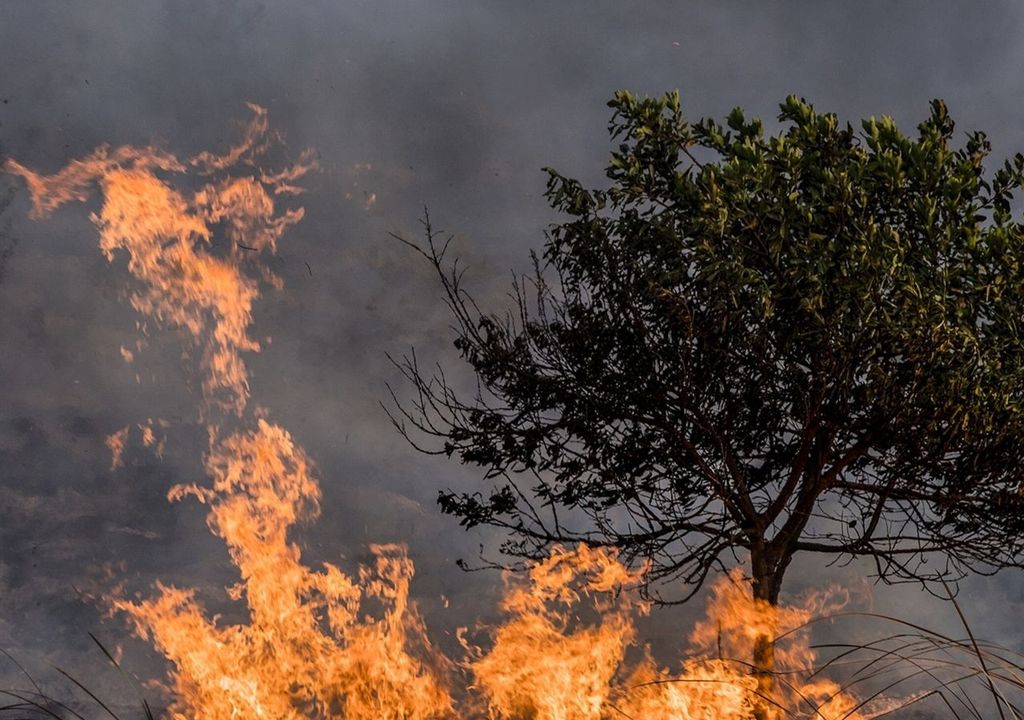 incendio forestal