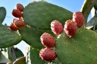 Esta fruta de temporada es rica en fibra, baja en calorías y controla la ansiedad por comer