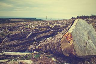 ¿Está en marcha una nueva extinción masiva a escala global?
