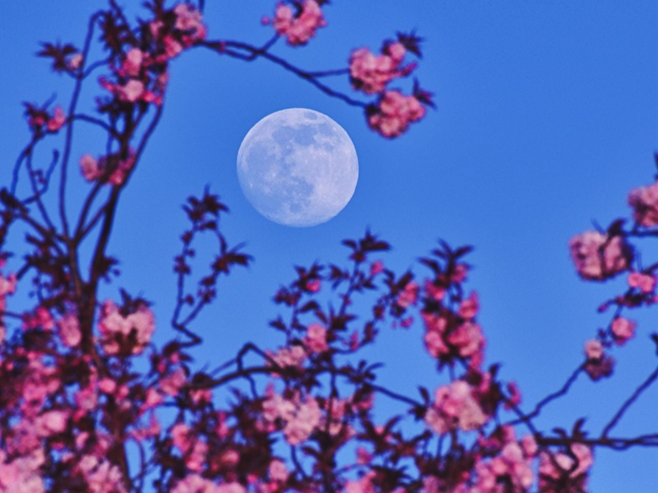 Rosa y la Luna en Perigeo. Crédito: NASA/APOD y Alice Ross