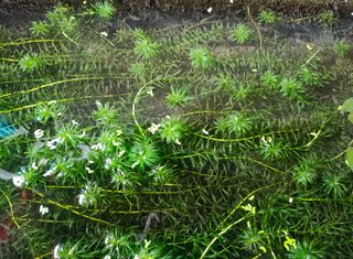 Esta planta acuática de Sudamérica tiene en vilo a los expertos: por qué supone una amenaza para los ríos españoles