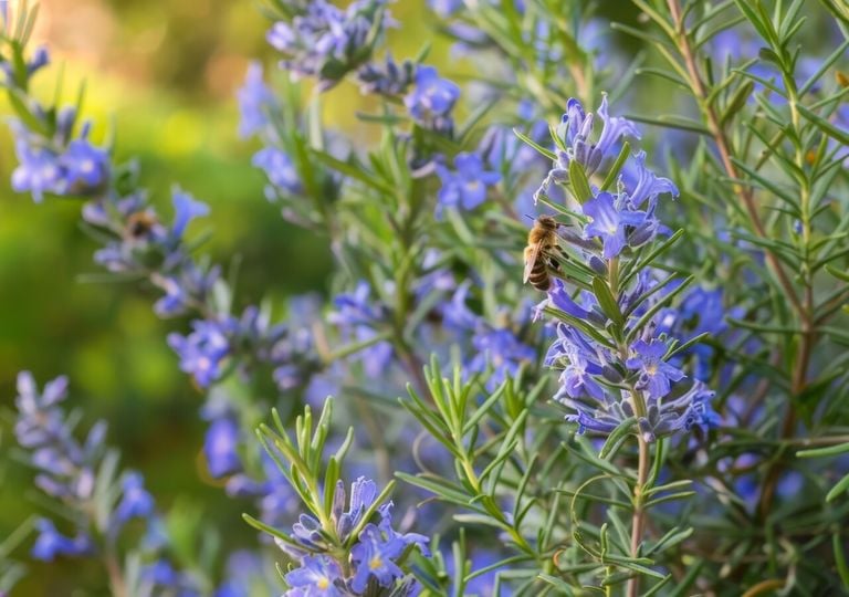 Esta planta aromática sobrevive al frío y perfuma la cocina todo el invierno