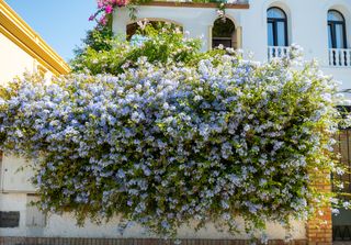 Esta planta con flores azules cubre muros y resiste el calor, así es la Plumbago auriculata.