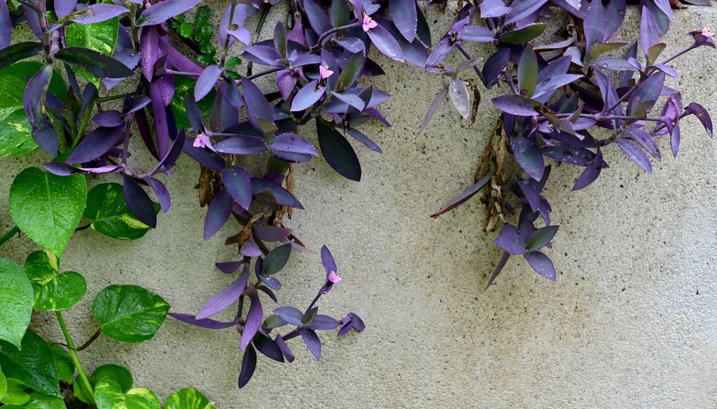 Sus tallos colgantes permiten decorar muros, balcones y jardineras, creando un bonito contraste con otras plantas de hojas verdes. Sus tallos colgantes permiten decorar muros, balcones y jardineras, creando un bonito contraste con otras plantas de hojas verdes.