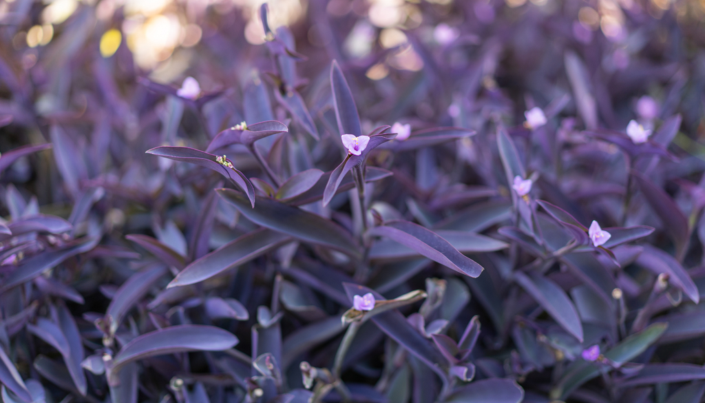 Aunque sus hojas son las protagonistas, esta planta también produce delicadas flores de tres pétalos rosados y estambres amarillos. Aunque sus hojas son las protagonistas, esta planta también produce delicadas flores de tres pétalos rosados y estambres amarillos.